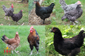 Chicken, Maran Assorted
