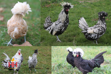 Chicken Polish & Crested