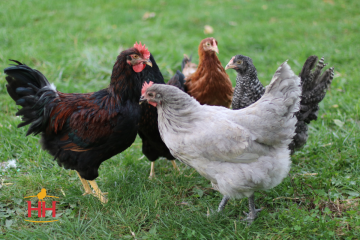 Chicken Hatchery Choice Rare
