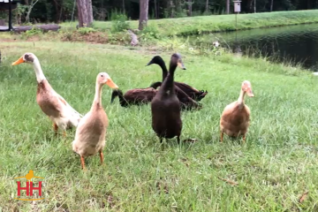 Duck Assorted Runners