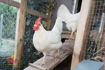 Chicken White Egg Layers