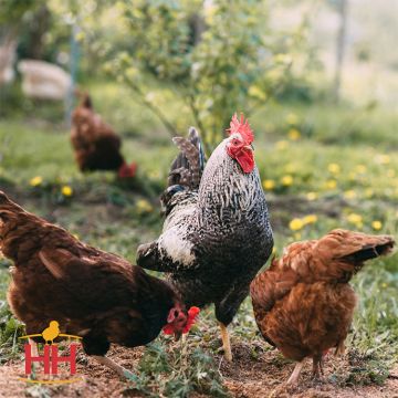 Chicken Hatchery Choice Egg Layers