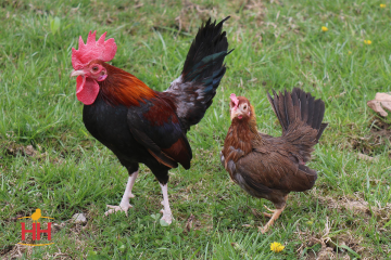 Bantam, Old English 'Black Breasted Red' (min order 20)
