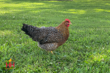 Chicken, Bielefelder