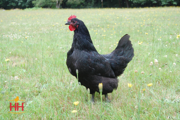 Chicken, Australorp 'Black'
