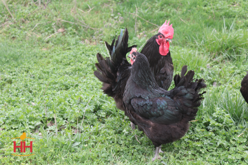 Chicken, Jersey Giant 'Black'