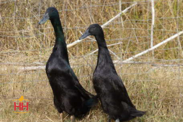 Duck, Runner Duck 'Black'