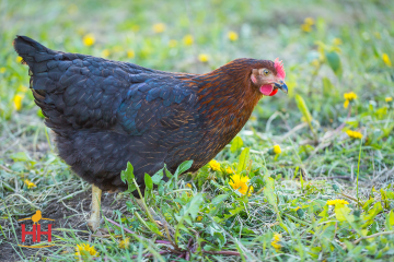 Chicken, Sex-Link 'Black'