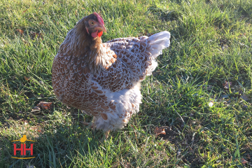 Chicken, Wyandotte 'Blue Laced Red'