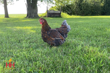 Chicken, Wyandotte 'Blue Laced Gold'