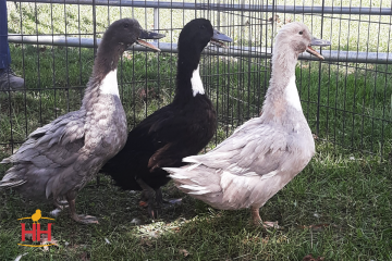 Duck, Swedish 'Blue'