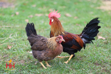 Chicken, Leghorn 'Brown'