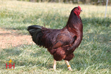 Chicken, Buckeye