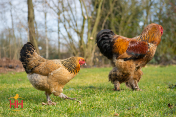 Chicken, Brahma 'Buff'