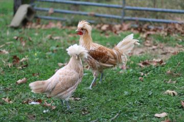 Chicken, Polish 'Buff Laced'