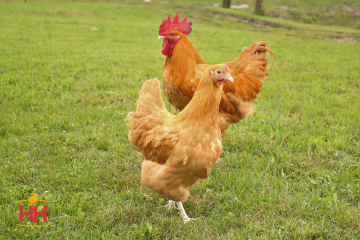 Chicken, English Orpington 'Buff'