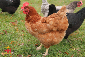 Chicken, Calico Princess®