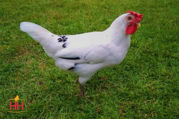 Chicken, California 'White'