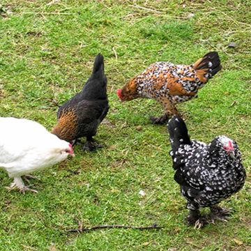Bantam Assorted d'Uccle