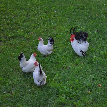 Bantam Assorted Japanese