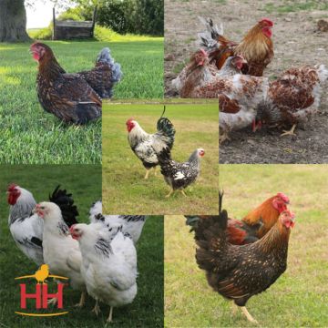 Chicken, Wyandottes Assorted