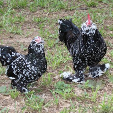 Bantam, d'Uccle 'Black Mottled'