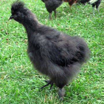 Bantam, Silkie 'Black'