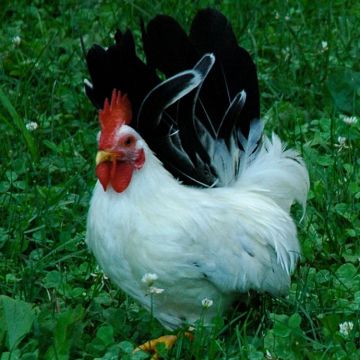 Bantam, Japanese 'Black Tailed White'