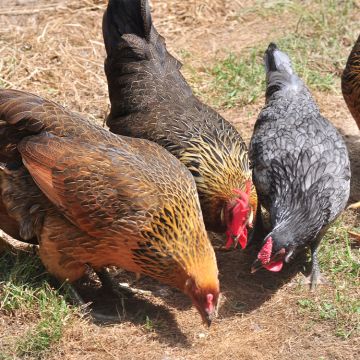 Chicken, Leghorn 'Blue Breasted Brown'