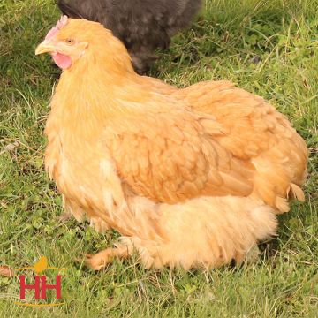 Bantam, Cochin 'Buff'