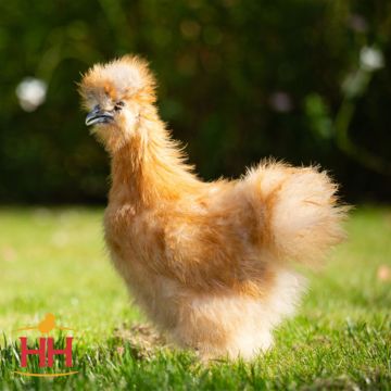 Bantam, Silkie 'Buff'