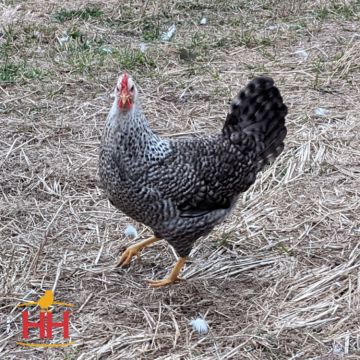 Bantam, Easter Egger