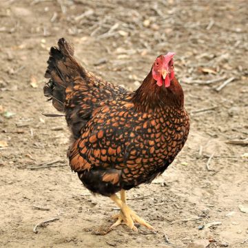 Bantam, Cochin 'Golden Laced'