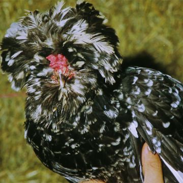 Chicken, Houdan 'Mottled'
