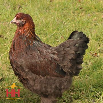 Bantam, Cochin 'Partridge'