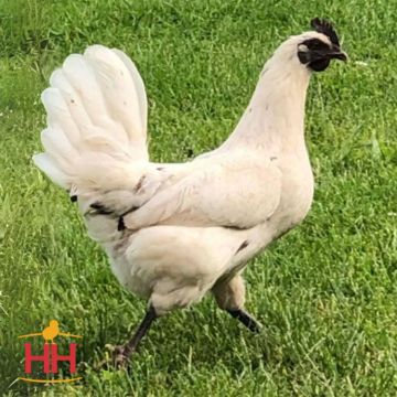Chicken, Pearl Onyx