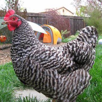 Chicken, Rustic Rock