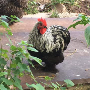 Bantam, Cochin 'Birchen'