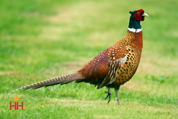 Pheasant, Chinese Ringneck