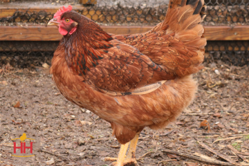 Chicken, Cinnamon Queen