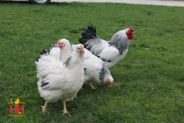 Chicken, Wyandotte 'Columbian'