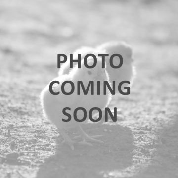 Chicken, Wyandotte 'Lavender'