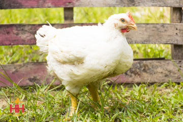 Chicken, Cornish Cross Broilers