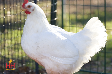 Chicken, Cornish Game Hens (female only)