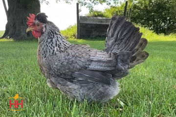 Chicken, Legbar 'Cream'