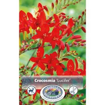 Crocosmia 'Lucifer'