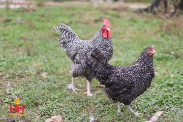 Chicken, Maran 'Cuckoo'