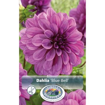 Dahlia, Decorative 'Blue Bell'