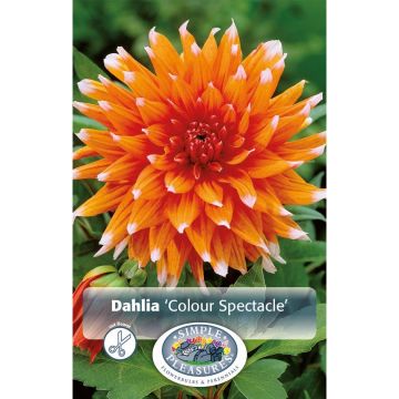 Dahlia, Cactus 'Color Spectacle'
