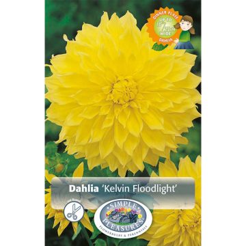 Dahlia, Dinner Plate 'Kelvin Floodlight'